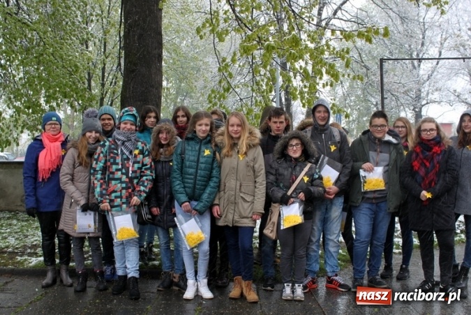 Zdjęcie w galerii na portalu naszraciborz.pl: Wolontariusze z Gimnazjum nr 5 rozdawali żonkile  wiadomości z regionu