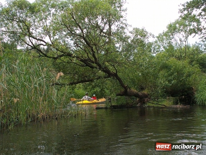 Zdjęcie w galerii na portalu naszraciborz.pl: Szukasz nowych wrażeń? Wypożyczalnia kajaków WAKA zaprasza na przygodę! wiadomości z regionu