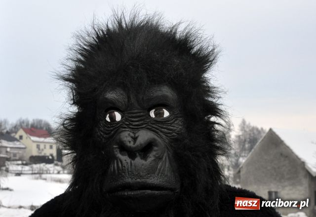 Zdjęcie w galerii na portalu naszraciborz.pl: Ber chodzi już po domach wiadomości z regionu