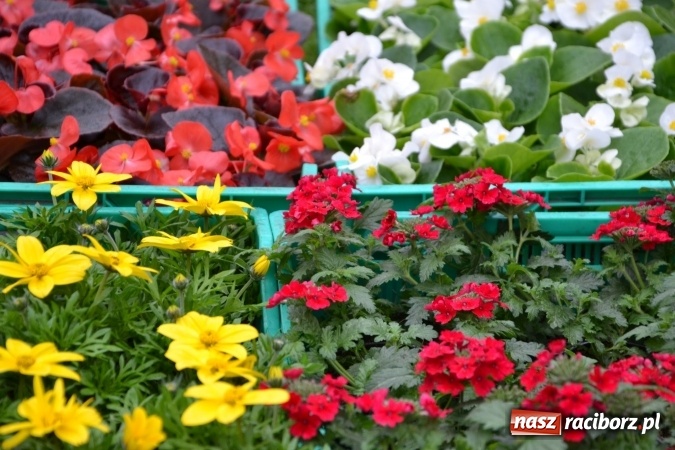 Zdjęcie w galerii na portalu naszraciborz.pl: V Zamkowy Jarmark kwiatów, żywności ekologicznej i rękodzieła na Zamku Piastowskim za nami  wiadomości z regionu