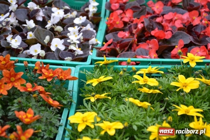 Zdjęcie w galerii na portalu naszraciborz.pl: V Zamkowy Jarmark kwiatów, żywności ekologicznej i rękodzieła na Zamku Piastowskim za nami  wiadomości z regionu