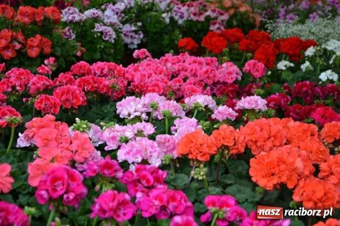 Zdjęcie w galerii na portalu naszraciborz.pl: V Zamkowy Jarmark kwiatów, żywności ekologicznej i rękodzieła na Zamku Piastowskim za nami  wiadomości z regionu