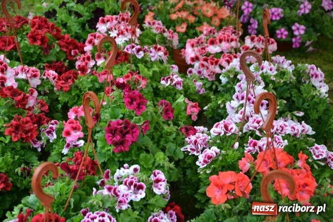 Zdjęcie w galerii na portalu naszraciborz.pl: V Zamkowy Jarmark kwiatów, żywności ekologicznej i rękodzieła na Zamku Piastowskim za nami  wiadomości z regionu