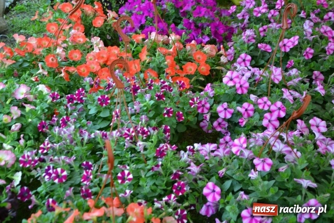 Zdjęcie w galerii na portalu naszraciborz.pl: V Zamkowy Jarmark kwiatów, żywności ekologicznej i rękodzieła na Zamku Piastowskim za nami  wiadomości z regionu