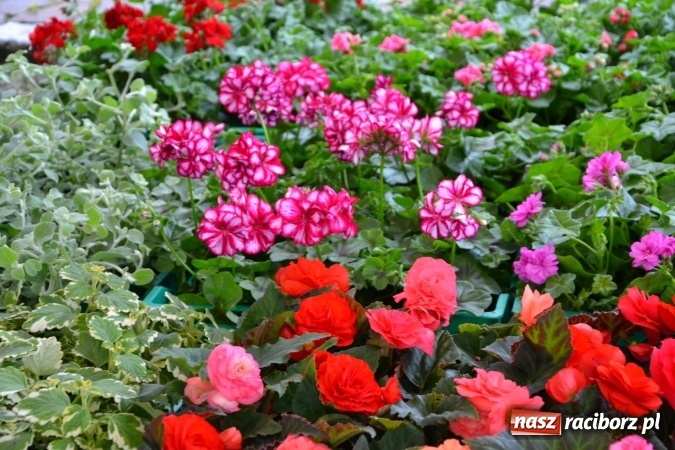 Zdjęcie w galerii na portalu naszraciborz.pl: V Zamkowy Jarmark kwiatów, żywności ekologicznej i rękodzieła na Zamku Piastowskim za nami  wiadomości z regionu