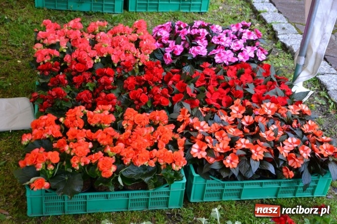Zdjęcie w galerii na portalu naszraciborz.pl: V Zamkowy Jarmark kwiatów, żywności ekologicznej i rękodzieła na Zamku Piastowskim za nami  wiadomości z regionu