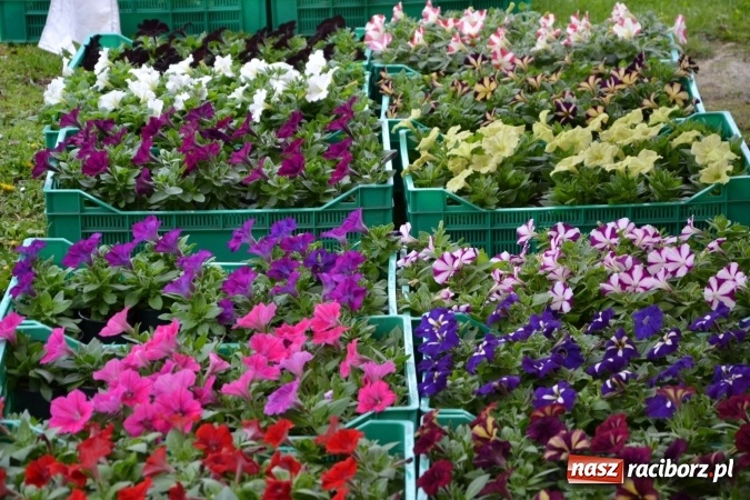 Zdjęcie w galerii na portalu naszraciborz.pl: V Zamkowy Jarmark kwiatów, żywności ekologicznej i rękodzieła na Zamku Piastowskim za nami  wiadomości z regionu