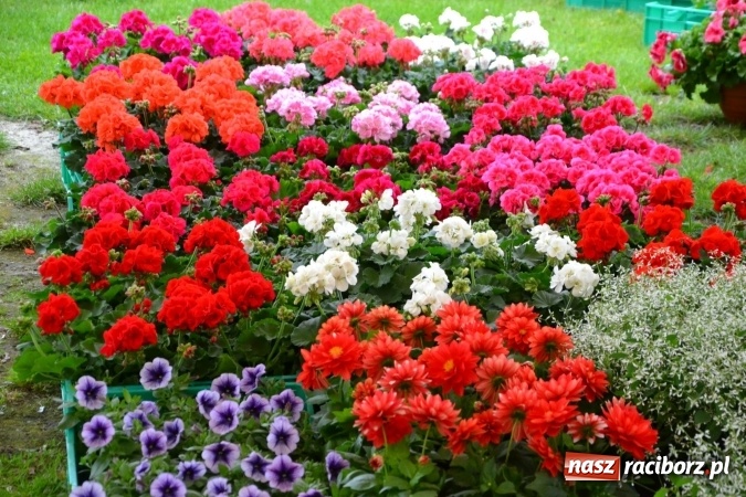 Zdjęcie w galerii na portalu naszraciborz.pl: V Zamkowy Jarmark kwiatów, żywności ekologicznej i rękodzieła na Zamku Piastowskim za nami  wiadomości z regionu