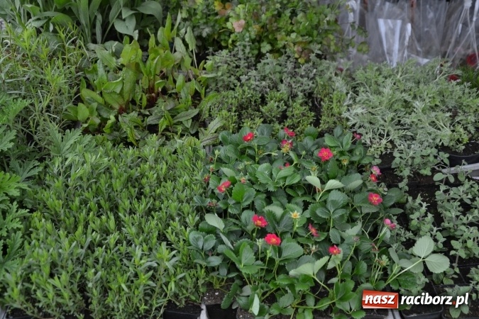 Zdjęcie w galerii na portalu naszraciborz.pl: V Zamkowy Jarmark kwiatów, żywności ekologicznej i rękodzieła na Zamku Piastowskim za nami  wiadomości z regionu