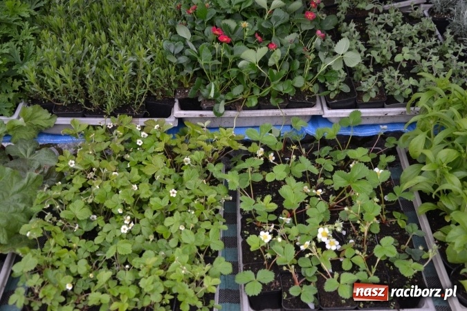 Zdjęcie w galerii na portalu naszraciborz.pl: V Zamkowy Jarmark kwiatów, żywności ekologicznej i rękodzieła na Zamku Piastowskim za nami  wiadomości z regionu