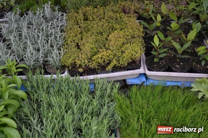 Zdjęcie w galerii na portalu naszraciborz.pl: V Zamkowy Jarmark kwiatów, żywności ekologicznej i rękodzieła na Zamku Piastowskim za nami  wiadomości z regionu