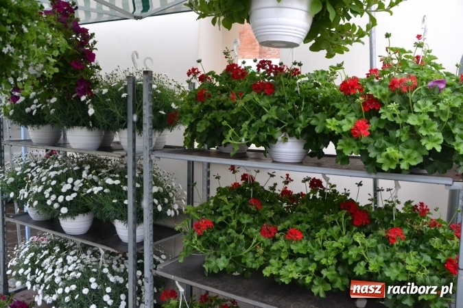 Zdjęcie w galerii na portalu naszraciborz.pl: V Zamkowy Jarmark kwiatów, żywności ekologicznej i rękodzieła na Zamku Piastowskim za nami  wiadomości z regionu