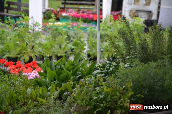 Zdjęcie w galerii na portalu naszraciborz.pl: V Zamkowy Jarmark kwiatów, żywności ekologicznej i rękodzieła na Zamku Piastowskim za nami  wiadomości z regionu