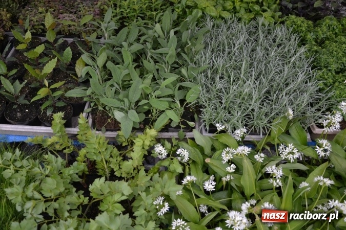 Zdjęcie w galerii na portalu naszraciborz.pl: V Zamkowy Jarmark kwiatów, żywności ekologicznej i rękodzieła na Zamku Piastowskim za nami  wiadomości z regionu