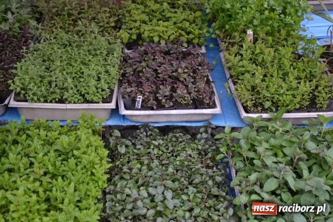 Zdjęcie w galerii na portalu naszraciborz.pl: V Zamkowy Jarmark kwiatów, żywności ekologicznej i rękodzieła na Zamku Piastowskim za nami  wiadomości z regionu