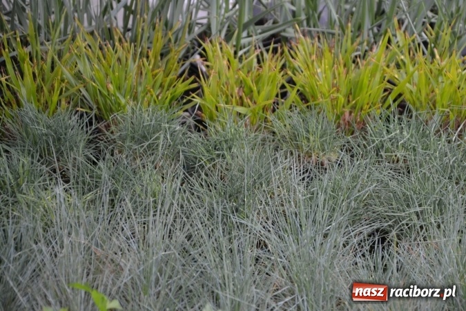 Zdjęcie w galerii na portalu naszraciborz.pl: V Zamkowy Jarmark kwiatów, żywności ekologicznej i rękodzieła na Zamku Piastowskim za nami  wiadomości z regionu