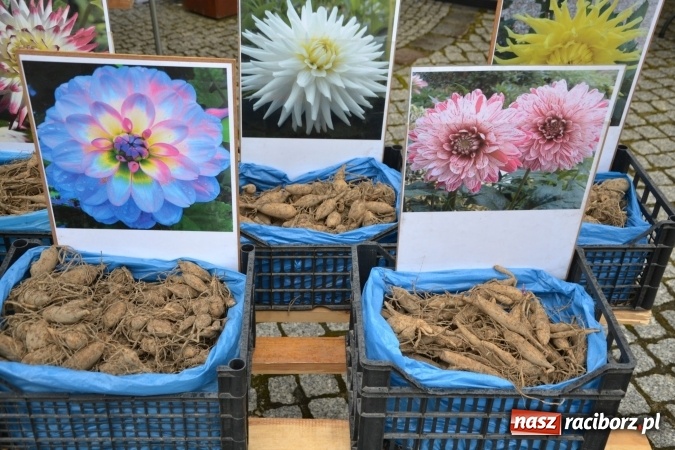 Zdjęcie w galerii na portalu naszraciborz.pl: V Zamkowy Jarmark kwiatów, żywności ekologicznej i rękodzieła na Zamku Piastowskim za nami  wiadomości z regionu