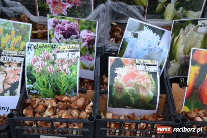 Zdjęcie w galerii na portalu naszraciborz.pl: V Zamkowy Jarmark kwiatów, żywności ekologicznej i rękodzieła na Zamku Piastowskim za nami  wiadomości z regionu