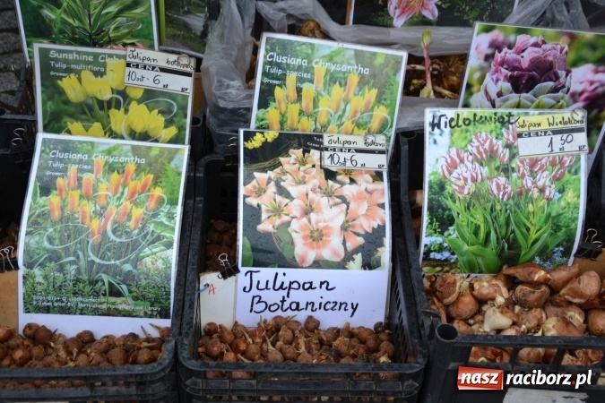 Zdjęcie w galerii na portalu naszraciborz.pl: V Zamkowy Jarmark kwiatów, żywności ekologicznej i rękodzieła na Zamku Piastowskim za nami  wiadomości z regionu