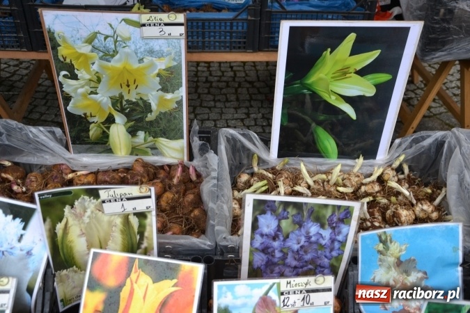 Zdjęcie w galerii na portalu naszraciborz.pl: V Zamkowy Jarmark kwiatów, żywności ekologicznej i rękodzieła na Zamku Piastowskim za nami  wiadomości z regionu