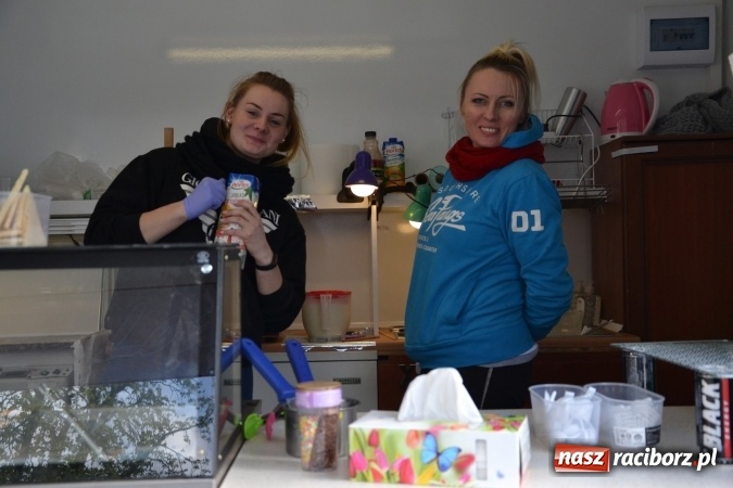 Zdjęcie w galerii na portalu naszraciborz.pl: V Zamkowy Jarmark kwiatów, żywności ekologicznej i rękodzieła na Zamku Piastowskim za nami  wiadomości z regionu