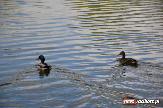 Zdjęcie w galerii na portalu naszraciborz.pl: Deszcz, grad, wiatr, czasem słońce na otwarcie sezonu wędkarskiego w Tworkowie  wiadomości z regionu