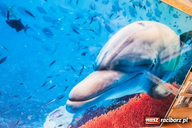 Zdjęcie w galerii na portalu naszraciborz.pl: Nadaj twoim wnętrzom indywidualnego charakteru dzięki posadzkom tworzonym przez Art-Decor! wiadomości z regionu