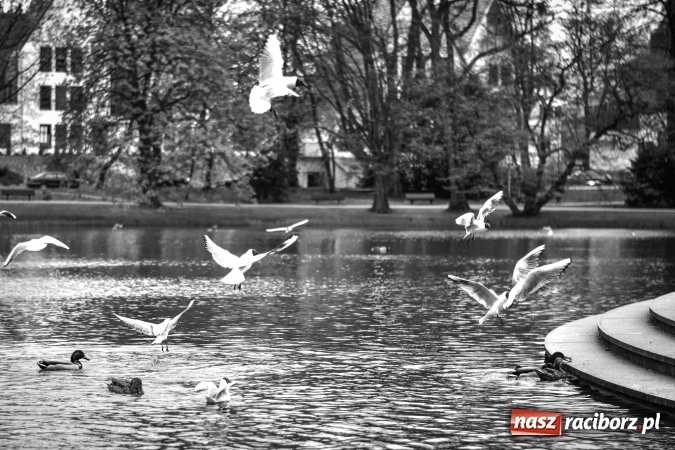 Zdjęcie w galerii na portalu naszraciborz.pl: Wiosenne przebłyski w Raciborzu  wiadomości z regionu