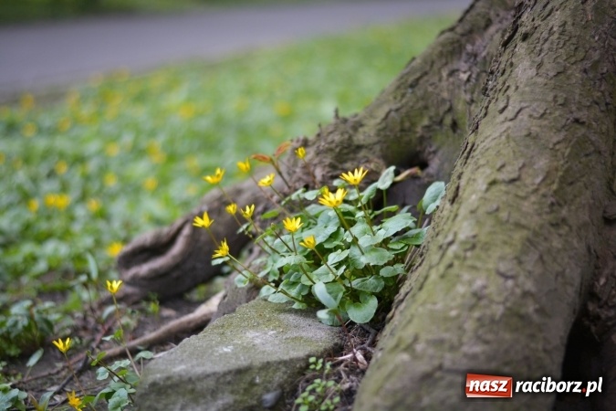 Zdjęcie w galerii na portalu naszraciborz.pl: Wiosenne przebłyski w Raciborzu  wiadomości z regionu