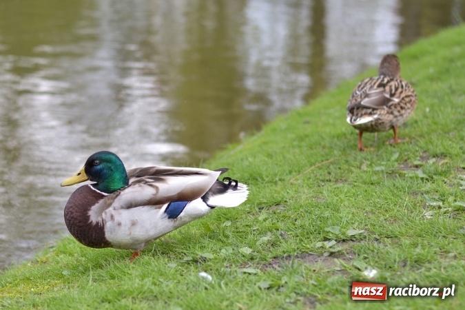 Zdjęcie w galerii na portalu naszraciborz.pl: Wiosenne przebłyski w Raciborzu  wiadomości z regionu