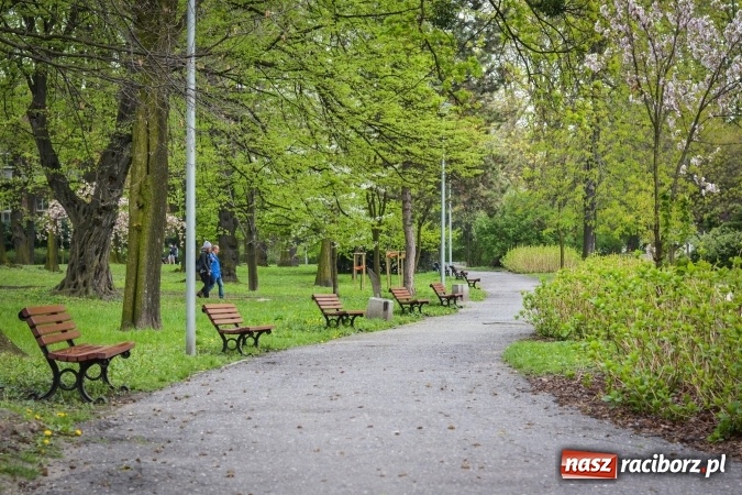 Zdjęcie w galerii na portalu naszraciborz.pl: Wiosenne przebłyski w Raciborzu  wiadomości z regionu