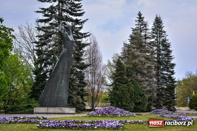 Zdjęcie w galerii na portalu naszraciborz.pl: Wiosenne przebłyski w Raciborzu  wiadomości z regionu