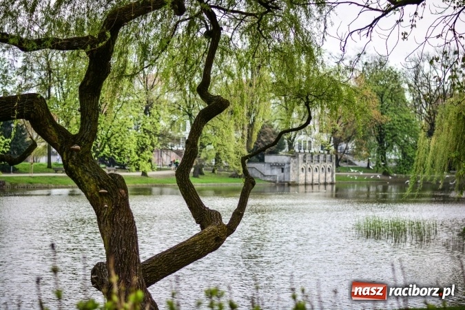 Zdjęcie w galerii na portalu naszraciborz.pl: Wiosenne przebłyski w Raciborzu  wiadomości z regionu