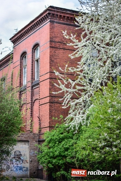 Zdjęcie w galerii na portalu naszraciborz.pl: Wiosenne przebłyski w Raciborzu  wiadomości z regionu