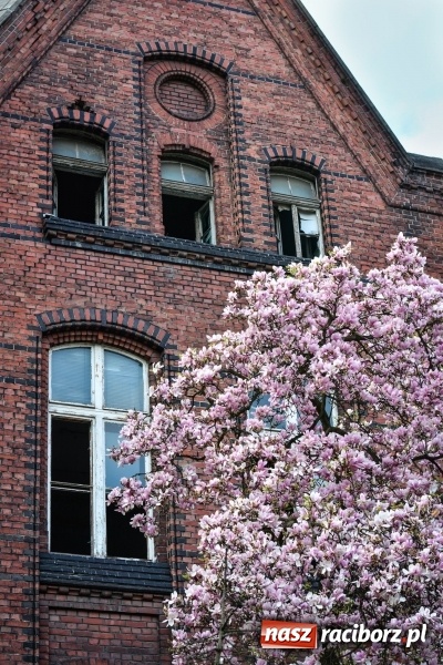 Zdjęcie w galerii na portalu naszraciborz.pl: Wiosenne przebłyski w Raciborzu  wiadomości z regionu