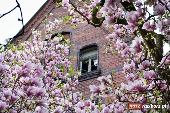 Zdjęcie w galerii na portalu naszraciborz.pl: Wiosenne przebłyski w Raciborzu  wiadomości z regionu