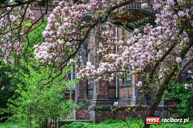 Zdjęcie w galerii na portalu naszraciborz.pl: Wiosenne przebłyski w Raciborzu  wiadomości z regionu