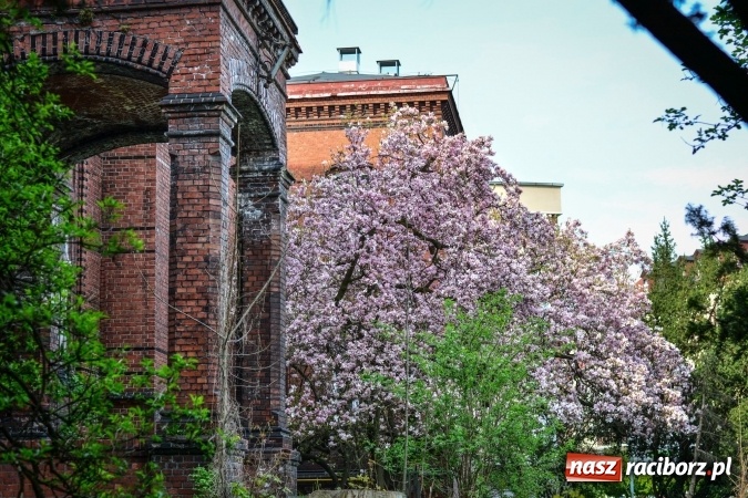 Zdjęcie w galerii na portalu naszraciborz.pl: Wiosenne przebłyski w Raciborzu  wiadomości z regionu