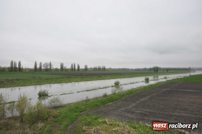 Zdjęcie w galerii na portalu naszraciborz.pl: Mocniej popada. Podnosi się stan wody w Odrze  wiadomości z regionu