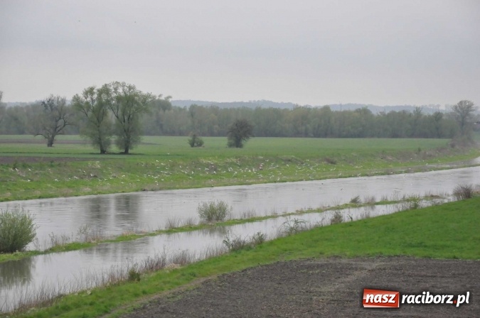Zdjęcie w galerii na portalu naszraciborz.pl: Mocniej popada. Podnosi się stan wody w Odrze  wiadomości z regionu