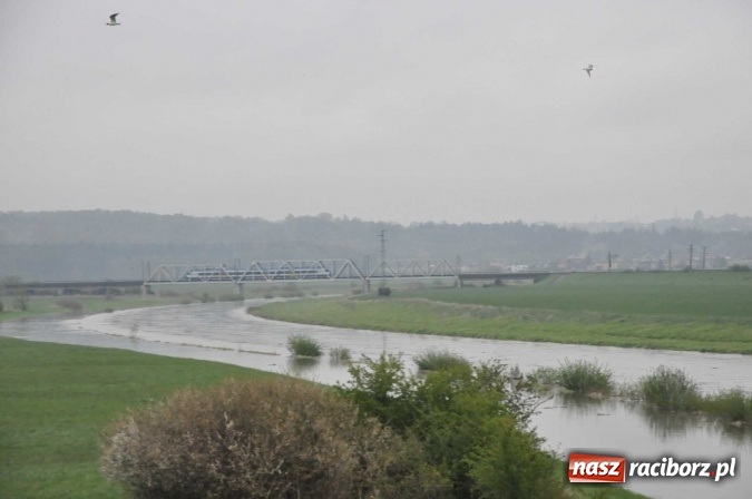 Zdjęcie w galerii na portalu naszraciborz.pl: Mocniej popada. Podnosi się stan wody w Odrze  wiadomości z regionu