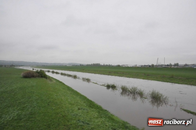 Zdjęcie w galerii na portalu naszraciborz.pl: Mocniej popada. Podnosi się stan wody w Odrze  wiadomości z regionu