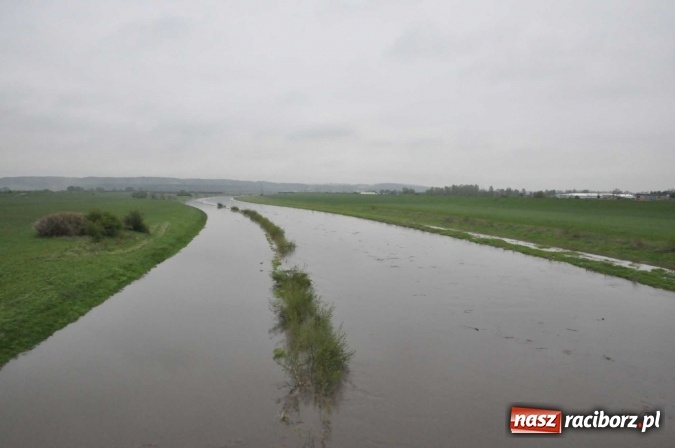 Zdjęcie w galerii na portalu naszraciborz.pl: Mocniej popada. Podnosi się stan wody w Odrze  wiadomości z regionu