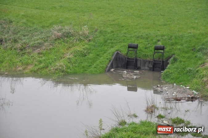 Zdjęcie w galerii na portalu naszraciborz.pl: Mocniej popada. Podnosi się stan wody w Odrze  wiadomości z regionu