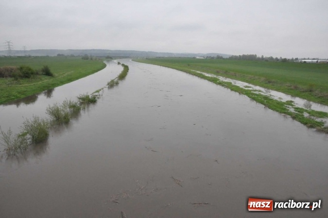 Zdjęcie w galerii na portalu naszraciborz.pl: Mocniej popada. Podnosi się stan wody w Odrze  wiadomości z regionu