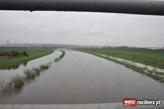 Zdjęcie w galerii na portalu naszraciborz.pl: Mocniej popada. Podnosi się stan wody w Odrze  wiadomości z regionu