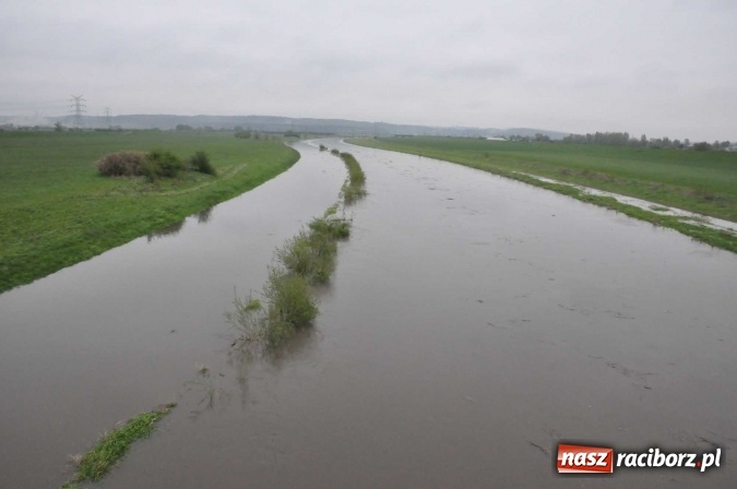 Zdjęcie w galerii na portalu naszraciborz.pl: Mocniej popada. Podnosi się stan wody w Odrze  wiadomości z regionu