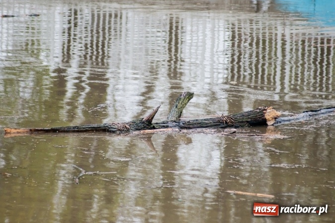 Zdjęcie w galerii na portalu naszraciborz.pl: Rozpoczęło się ratowanie plaży miejskiej przy zamku. Woda wdziera się na bulwary nadodrzańskie FOTO wiadomości z regionu
