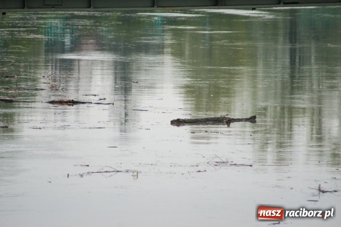 Zdjęcie w galerii na portalu naszraciborz.pl: Rozpoczęło się ratowanie plaży miejskiej przy zamku. Woda wdziera się na bulwary nadodrzańskie FOTO wiadomości z regionu