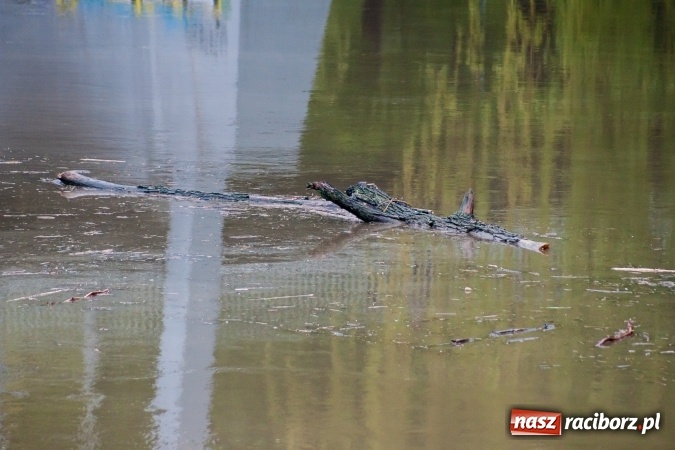 Zdjęcie w galerii na portalu naszraciborz.pl: Rozpoczęło się ratowanie plaży miejskiej przy zamku. Woda wdziera się na bulwary nadodrzańskie FOTO wiadomości z regionu